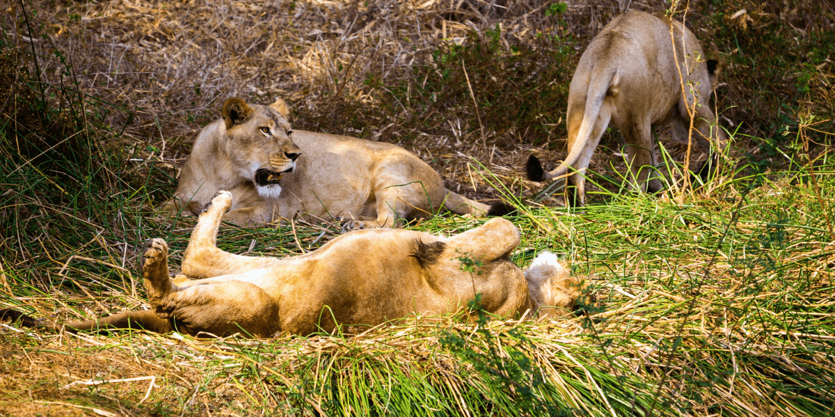 Asiatic Lion Reproduction and Life Span - Felidae Lifestyle