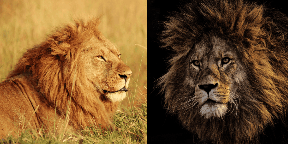 African Lion Vs. Barbary Lion: The Ultimate Battle For Supremacy