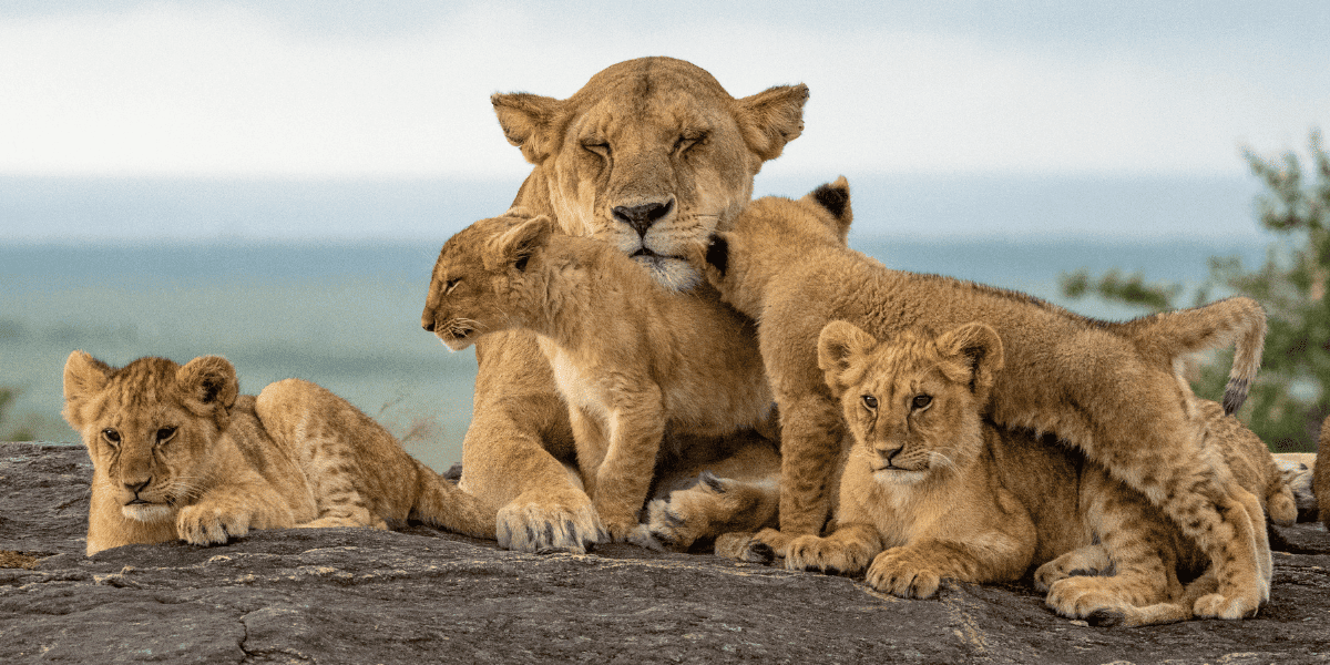 African Lion Reproduction And Lifespan: Everything You Need To Know