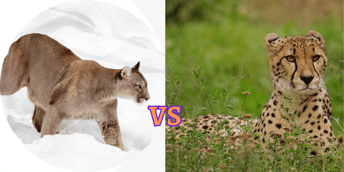 Mountain Lion Vs Cheetah: Who Would Win In A Battle - Felidae Lifestyle