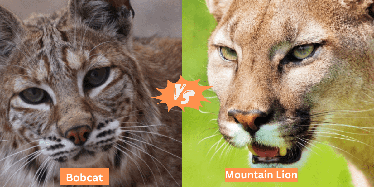 Bobcat Vs. Mountain Lion: The Main Differences - Felidae Lifestyle