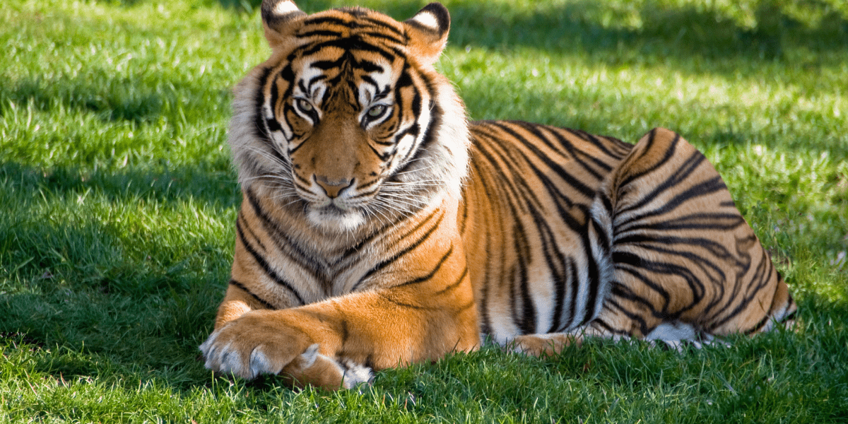 How Long Do Tigers Live? Exploring The Lifespan