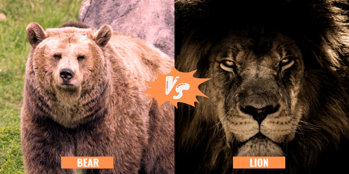 Bear Vs Lion Who Would Win In A Fight Felidae Lifestyle